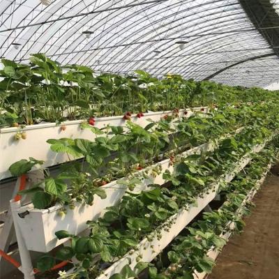 China Easily Collected Size Farm Equipment Customized Vegetable Onion Planting Bowl Greenhouses for sale