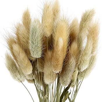 China Hot Selling R-001 Bunch Natural Touch Rabbit Tail Grass Natural Dry Flower Grass for sale