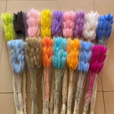 China Home Weding Decoration W1208 Natural Dry Flowers Decorated With Colorful Rabbit Tail Dried Flowers for sale