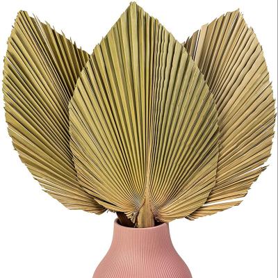 China Natural Palm Leaves Wedding Decor Popular Natural Touch Palm Leaves Dried Palm Leaf for sale