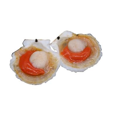 China Good Price Frozen Foods Sell Well New Type Half Shell Snap Clips Live Scallop for sale