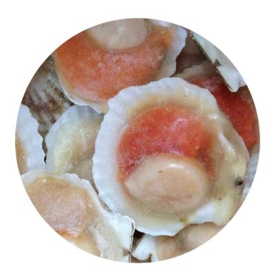 China Frozen Canned Frozen Food Seafood Scallop In Brine High Quality Frozen Seafood Scallop With Fish Roe for sale