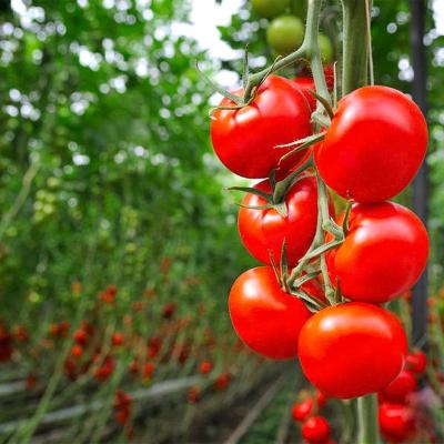 China Fruits Vegetable Flowers / Medicinal Plant Hot Commercial Greenhouse Low Cost PE/PO Plastic Sheet Tunnel Greenhouse Tomato Greenhouse for sale