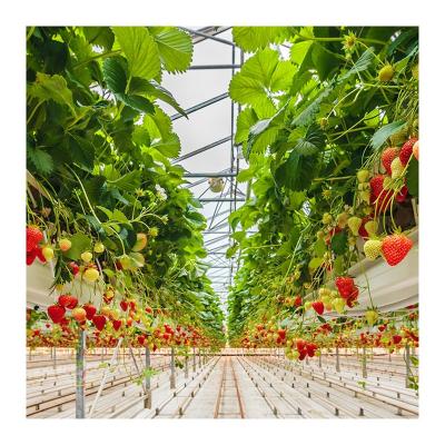 China Tomato Plant Growing Multi Span Roof Ventilation Carbonate Polyester Tarpaulin Greenhouse For Strawberry for sale