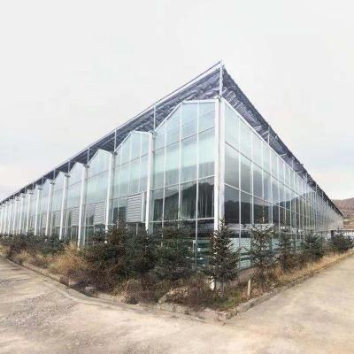 China Green Vegetable Growing House Low Price Greenhouse Venlo Type Agricultural Farm Planting Glass Greenhouse for sale