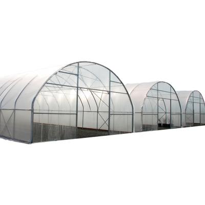 China Stable Structure Easily Assembled Business Greenhouse Low Cost Plastic Film Single-Span Greenhouses for sale