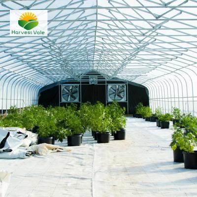 China Vegetable Growing 8m Tunnel Gothic Round Lgiht Department Greenhouse for sale