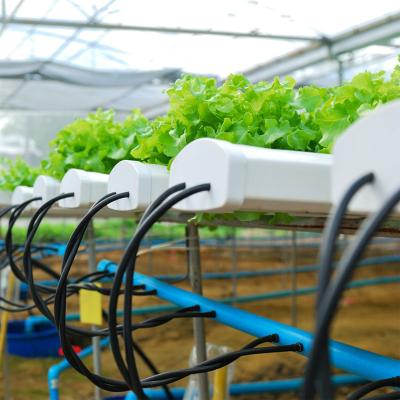 China Harvest Vale Venlo Hydroponic System Greenhouse Planting Medicinal Plant Tomato Hydroponic Glass Leaf Vegetables for sale