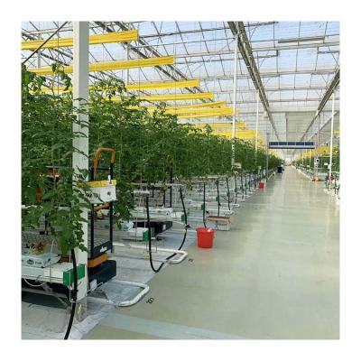 China Good Quality Vegetable Tomato Cultivation Hot Dip Galvanized Steel Frame Multi Span PO Film Greenhouse For Tomato for sale