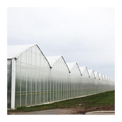 China Tomato Cultivation Vegetable Plant Direct 100m Multispan Agricultural Glass Green House For Tomato for sale