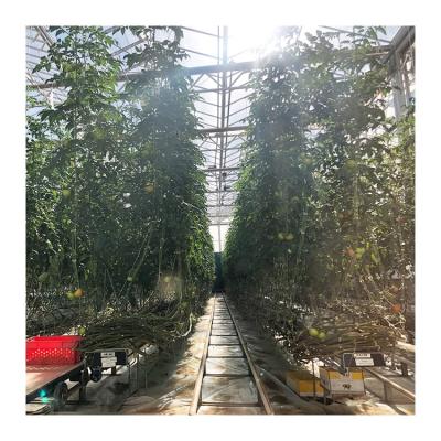 China Tomato Vegetable Cultivation Customized Size Low Cost Top Ventilation Tomato Agricultural Greenhouse To Pick Farm for sale