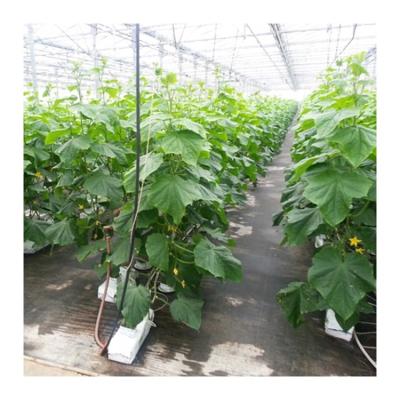 China Good Quality Green Tomato Cultivation Home Vegetable Agricultural Tomato For Vegetable Greenhouse for sale