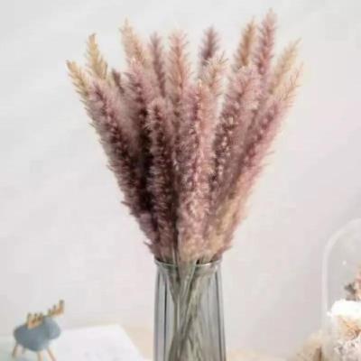 China Natural Dried Pampas Grass Amazon Decorative Flower Dried Flower Hot Selling Decoration Preserved Flowers Dried Tall Pampas Grass for sale