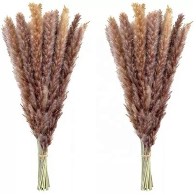 China Phragmites natural dry pampas grass pampas grass small group pampas grass decoration communis for sale