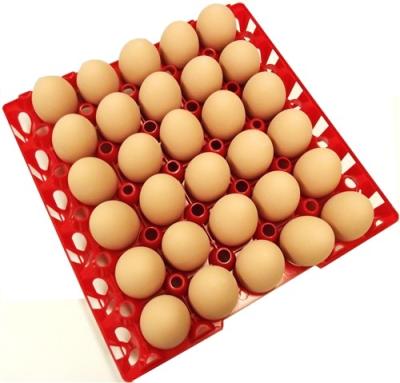 China Egg tray with 30 holes PP plastic material and different color QL401 for sale