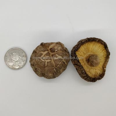 China Shitake Mushroom Mushroon Dry Mushroom Dried Cool Mushroom for sale