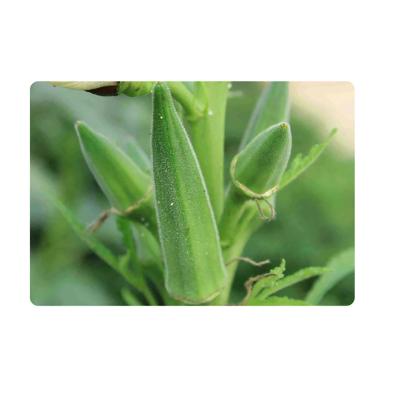 China Factory Wholesale Healthy Snacks Whole Low Fat Okra Chips Frozen Cut Okra Dry for sale