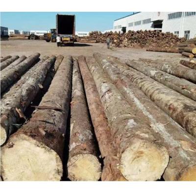 China Professional Natural Texture Factory Pine Plywood Board Larch Timber Plank Lumber Lumber For Outdoor Manufacturer for sale