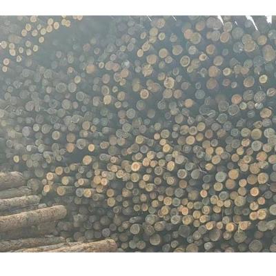 China Natural Texture Hot Sale Full Larch Wood Embossed Sheet Plywood Panel Larch Timber Plank Lumber Shuttering Lumber for sale