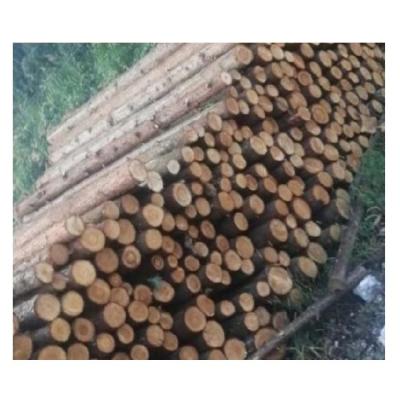 China Competitive Price Natural Larch Texture Larch Panel Beam Larch Timber Plank Solid Wood Lumber Available Lumber for sale