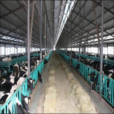 China Cattle House Prefab Cow Shed Frame Cattle House Steel Structure for sale