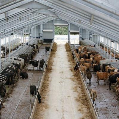 China Cow House Easy Install Prefab Cattle Raising Barn Cow Shed Shed Steel Structure for sale