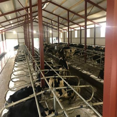 China Cow House Cattle Barn Steel Structure For Livestock Prefab Cow Shed for sale