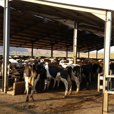 China Modern Low Cost Steel Structure Buildings Cow Dairy Cattle House Shed Farm Calf Raising Pens for sale