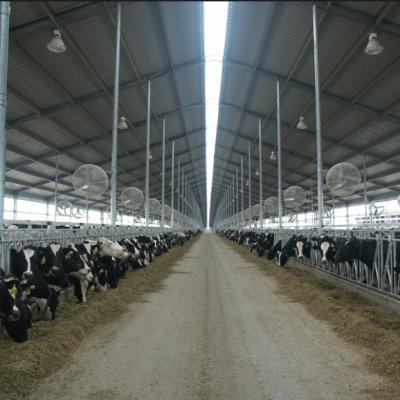 China Modern Prefab Steel Structure Dairy Cow Farm Shed Steel House for sale