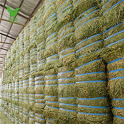 China Animal Feed Cattle Timothy or Alfalfa Hay in Bales for Sale for Wholesale for sale