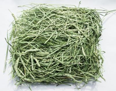 China Good Timothy Hay/Lucern Cattle Alfalfa Hay in Bales for sale