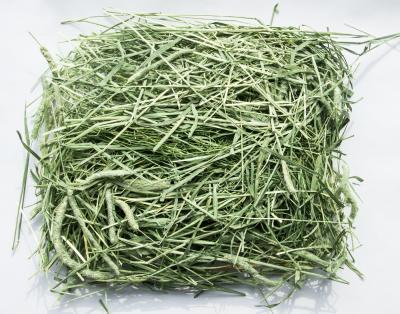 China American Timothy 1st and 2nd Cattle Grass Cut Hay for sale