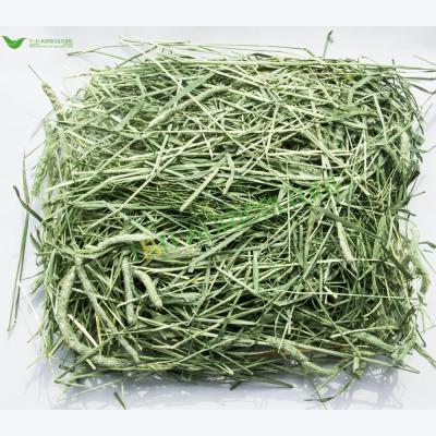 China Cattle Good Quality American Timothy Hay 1st Cut Bales for sale