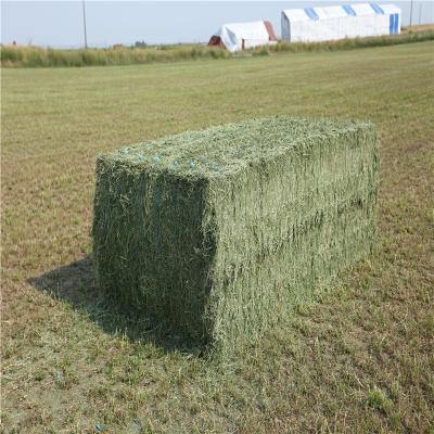 China Cattle Alfalfa Hay American Alfalfa For Animal Fodder for sale