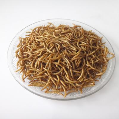 China Bulk Dried Mealworm Yellow Powder Insect Carp Fish Baby Bird Reptile Parrot Pet Poultry Food 10KG for sale