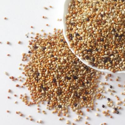 Κίνα Millets Mixed For Budgie Food Budgerigar Food Small Parot Food Bulk 1kg προς πώληση