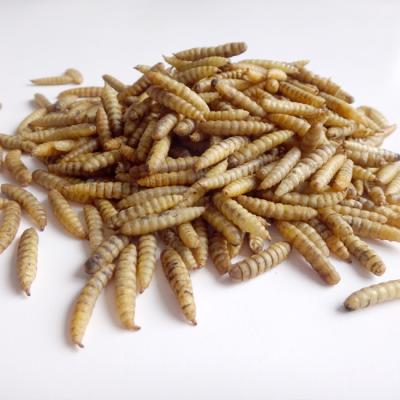 China 5KG 	Dried BSF Larvae Yellow Natural Flavor 3 Bags/Carton 10% Max Moisture for sale