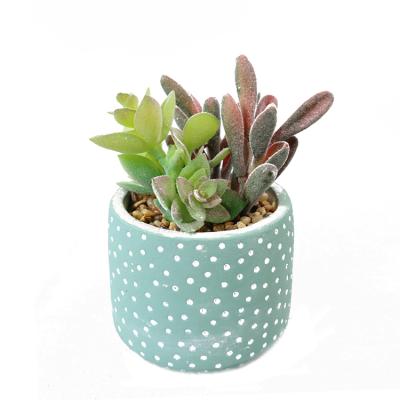 China Small contemporary succulent simulation plant moq online store shooting props decoration desk ornaments for sale