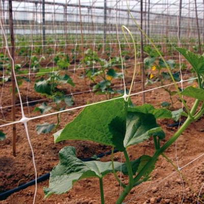 China Mesh Plastic Plant Climbing Net Agricultural Plant Support Net For Plant Growing Supports Climbing Plastic Support for sale