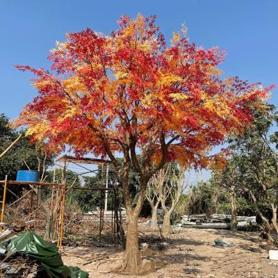 China Japanese Red Maple Tree Large Maple Tree Japanese Artificial Yellow Faux Maple Trees Minimalist Handmade Yellow for sale