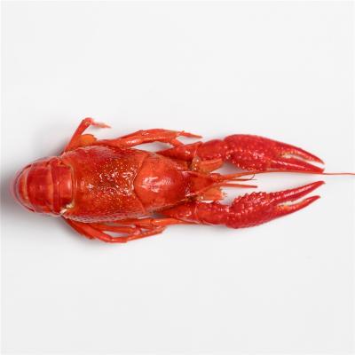 China Factory Direct Wholesale FROZEN Instant Frozen Spicy Crayfish for sale