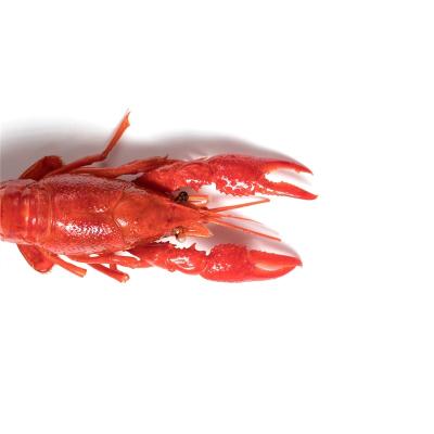 China Reasonable Price FROZEN Crawfish Flavor Cooked Spicy Lobster For Export for sale