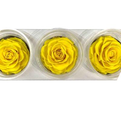 China Hot Selling Wedding Party Large Preserved Roses Preserved Flowers Roses Preserved Long Lasting for sale