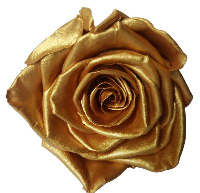 China 2020 Directly Provide Pearly Luster Rose Head Preserved Flower For Stage Decor From Natual Contact Manufacturer for sale