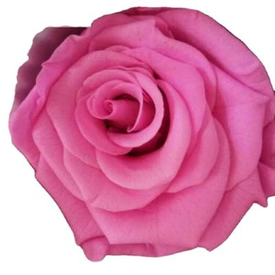 China Wedding Party Plant Supplies Beautiful Rose Heads Preserved Roses Flower Preserved Flowers for sale