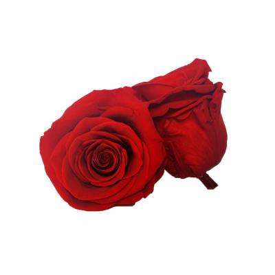 China Wholesale 5-6cm Home Natural Eternal Immortal Preserved Flower Roses Head Decorative Wedding Flowers Real Forever for sale