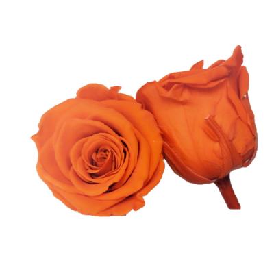 China Flower 5-6 cm Natural Fresh Touch Feeling Real Rose Immortal Preserved Rose Head For Wedding Decoration for sale