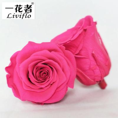 China 100% China Factory Wholesale Natural Supply 5-6cm Eternal Flower Head Preserved Rose for sale