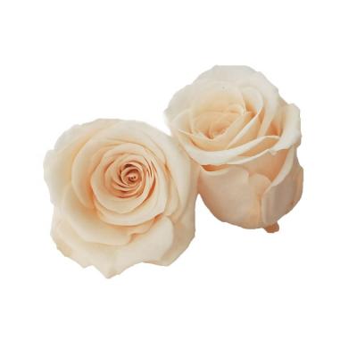 China Hot Sale Durable 2-3cm Rose Heads Preserved Eternal in Box for sale