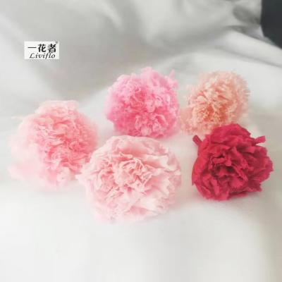 China Natural Preserved Multi Color Carnation Flower Carnation Carnation A Grade Decorative Flowers Long Lasting for sale